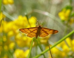 Idaea aureolaria