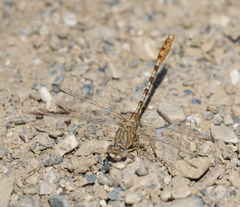 Onychogomphus costae