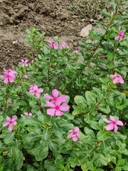 Catharanthus roseus