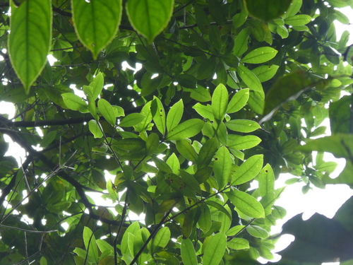 Image of Mountain Litchi (Liquidambar chinensis) by (c) Aaron Liston, some rights reserved (CC BY)