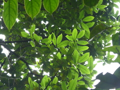 Liquidambar chinensis