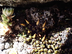 Encalypta microstoma