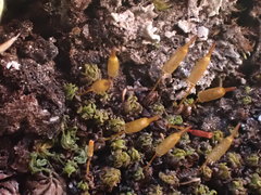 Encalypta microstoma