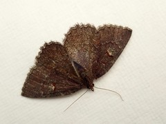 Apodasmia rufonigraria