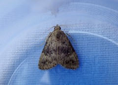 Tolpiodes oligolasia