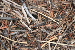 Formica obscuripes