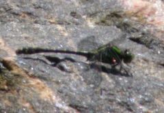 Ophiogomphus carolus