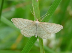 Idaea macilentaria