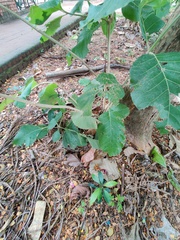 Tectona grandis
