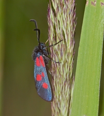 Zygaena viciae