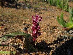 Lachenalia membranacea