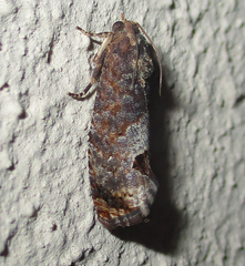 Cryptophlebia peltastica