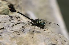 Paragomphus capitatus