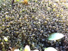 Jungermannia eucordifolia
