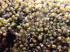 Jungermannia eucordifolia