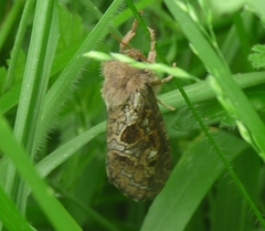 Korscheltellus fusconebulosa