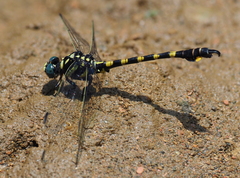 Paragomphus capricornis