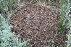 Formica obscuripes