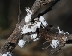 Amonostherium lichtensioides