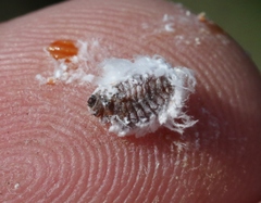 Amonostherium lichtensioides