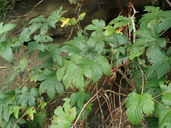 Rubus trifidus