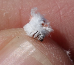 Amonostherium lichtensioides