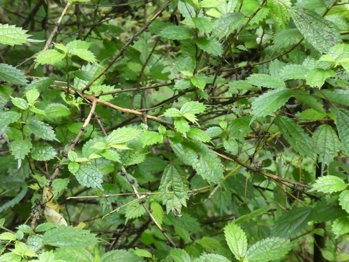 Image of Oreocnide frutescens by (c) Aaron Liston, some rights reserved (CC BY)