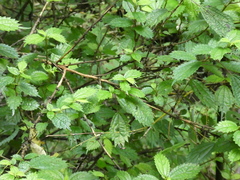 Oreocnide frutescens