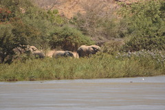 Loxodonta