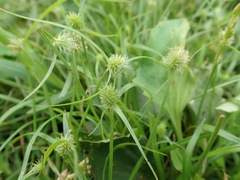 Cyperus brevifolioides