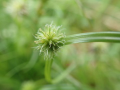 Cyperus brevifolioides