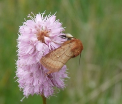 Eriopygodes imbecilla