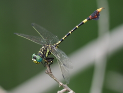 Paragomphus sabicus