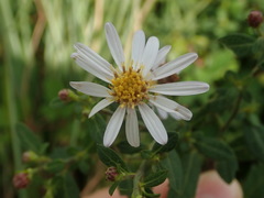 Aster microcephalus