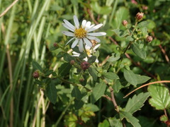 Aster microcephalus