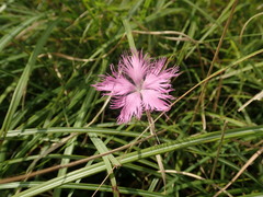 Dianthus longicalyx