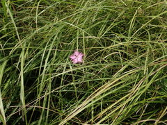 Dianthus longicalyx