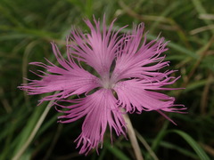 Dianthus longicalyx