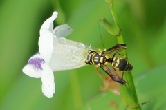 Stenodyneriellus guttulatus