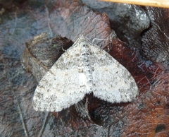 Lobophora halterata