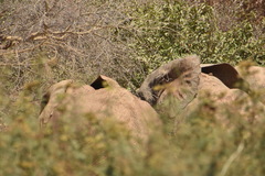 Loxodonta