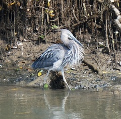 Ardea sumatrana