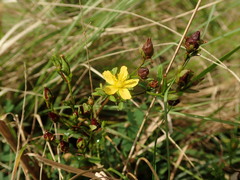 Hypericum erectum