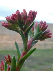Crassula multiflora