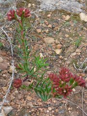 Crassula multiflora