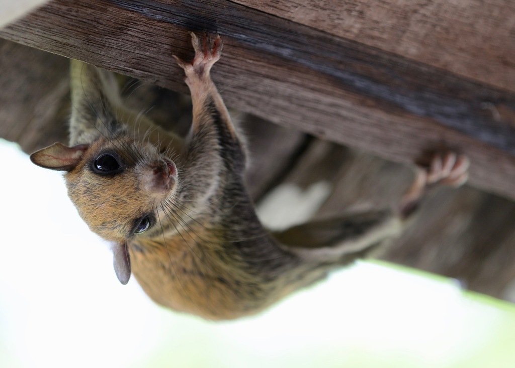 Red-cheeked Flying Squirrel