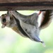 Flying Squirrels - Photo (c) marcelfinlay, some rights reserved (CC BY-NC), uploaded by marcelfinlay