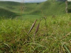 Vincetoxicum pycnostelma