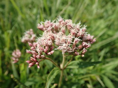 Eupatorium lindleyanum