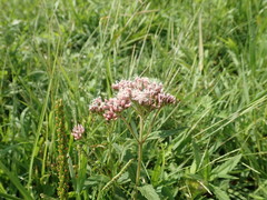 Eupatorium lindleyanum